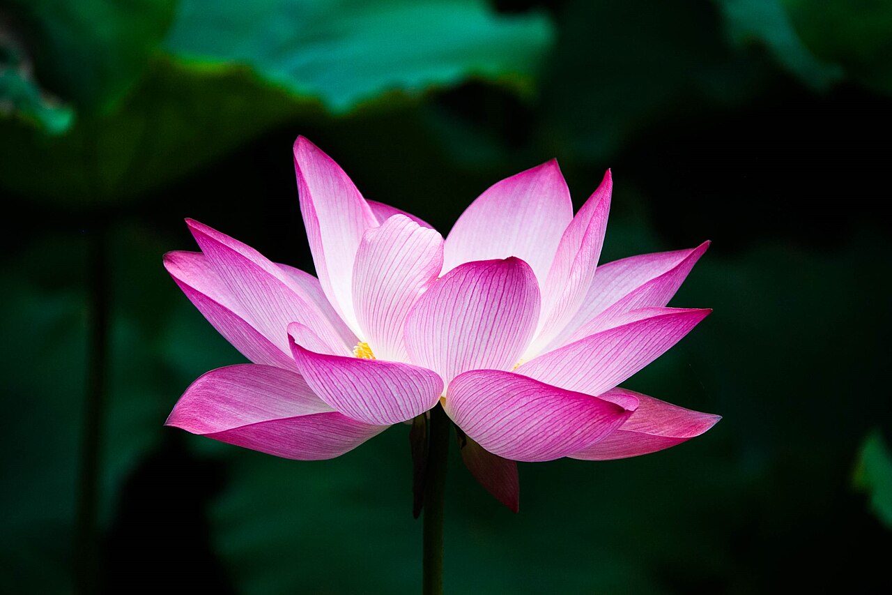 Lotus flower context for explaining Nezha symbol layers