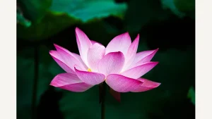 Pink lotus flower illustrating the lotus motif in Nezha stories
